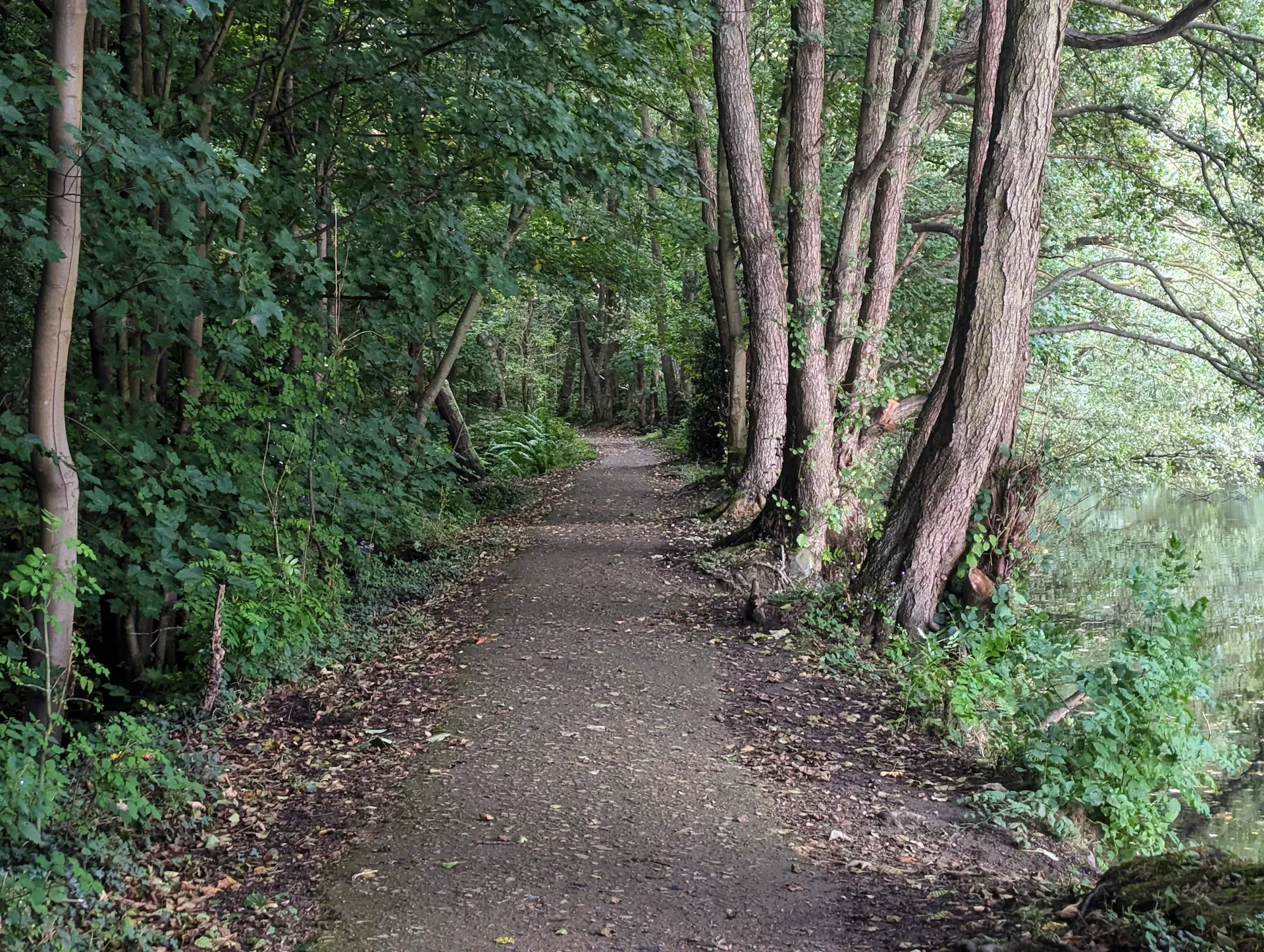 A dirt path through beautiful woodland